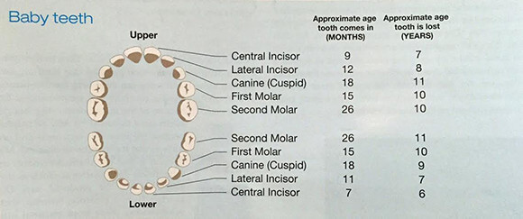 Baby Teeth